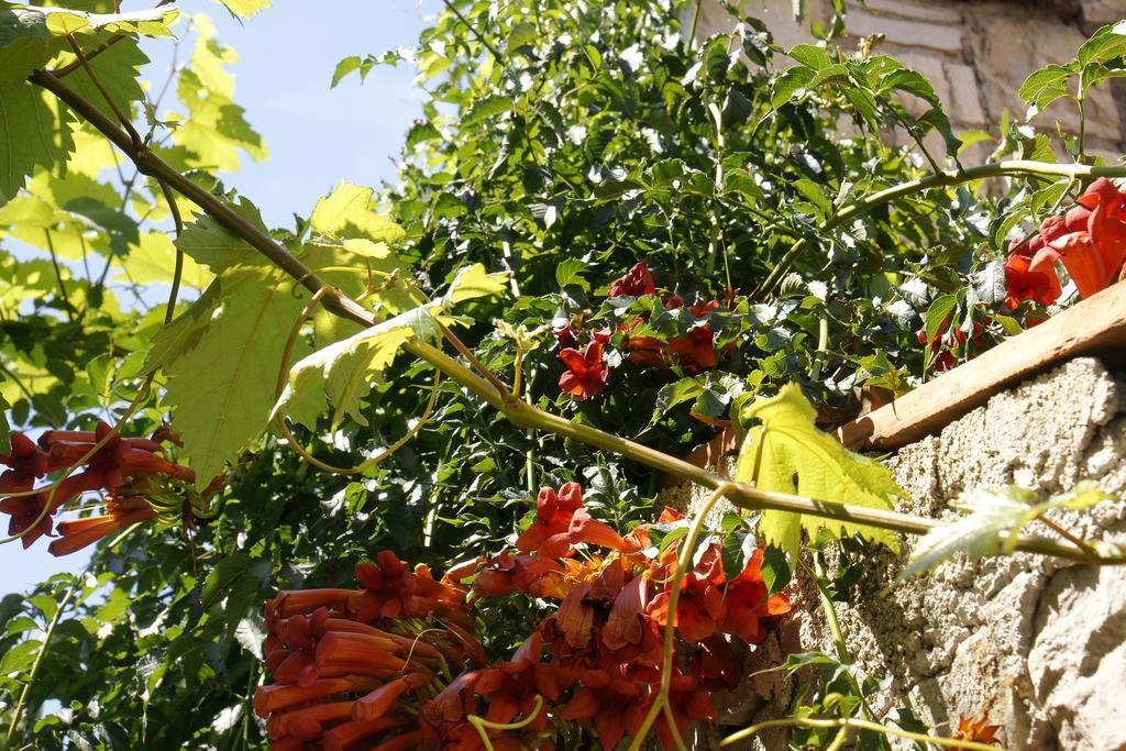 Nečujam Apartments Solta מראה חיצוני תמונה